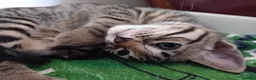 Bengal cats for sale: HomeRaised Bengal x Blue British Shorthair Kittens - Advert 16