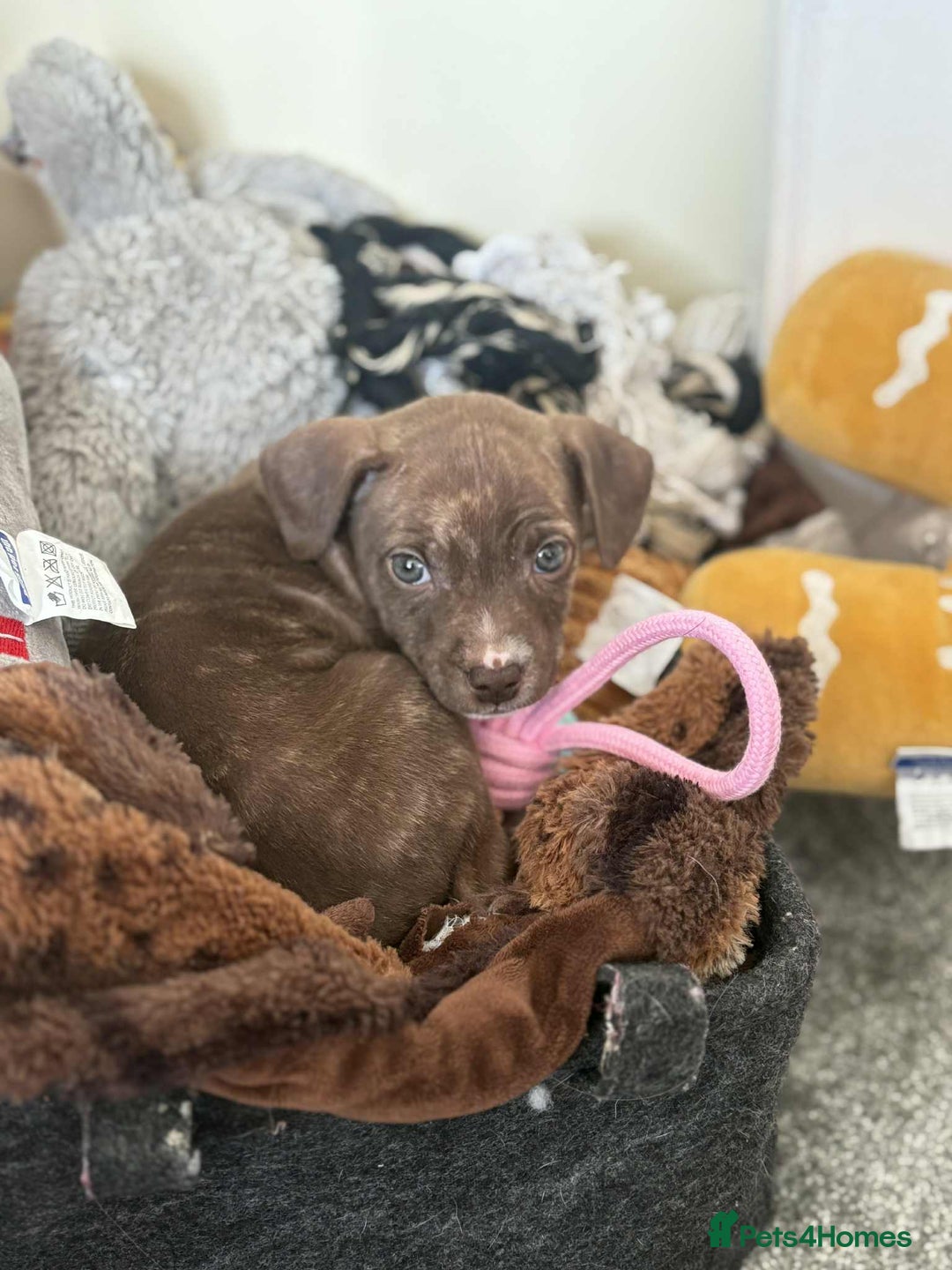Staffordshire Bull Terrier dogs for sale: PUPPIES READY TO LEAVE NOW  - Image 3