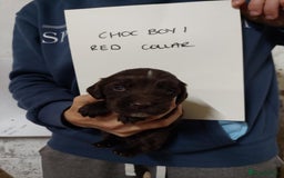 Sprocker dogs for sale: Sprocker ( Springer x Cocker ) pups for sale - Image 16