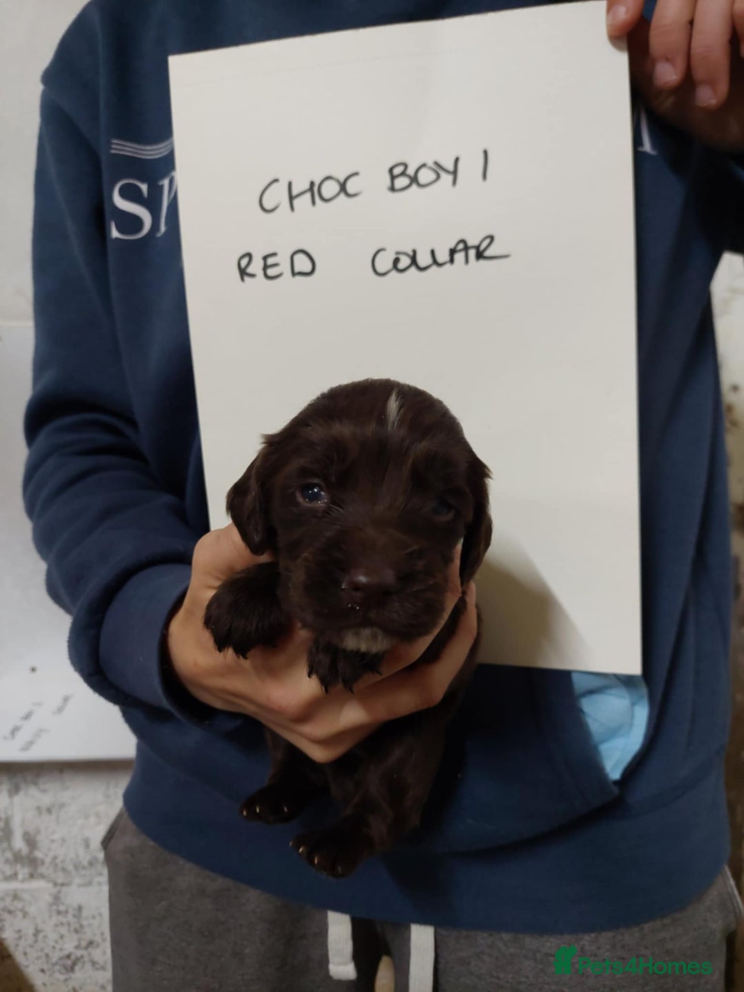Sprocker dogs for sale: Sprocker ( Springer x Cocker ) pups for sale - Image 16