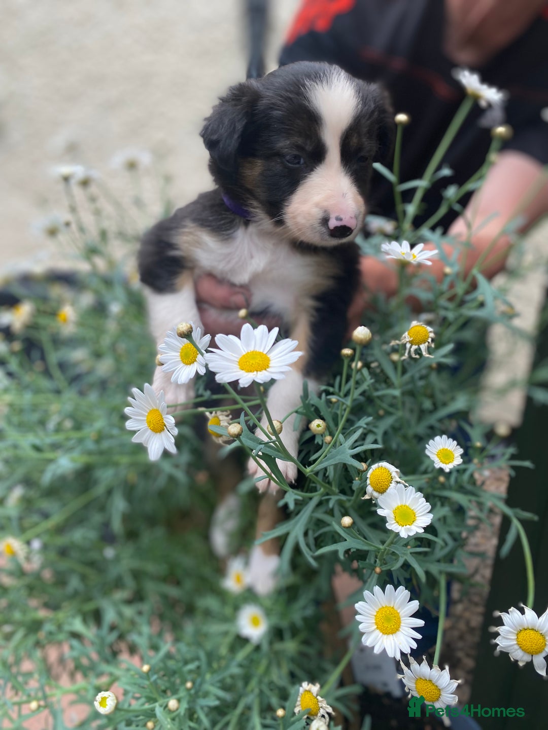 Border Collie dogs for sale: Rosie’s Collie Pups - Image 5