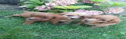 Cavapoo dogs for sale: Stunning f1 cavapoos - Advert 1
