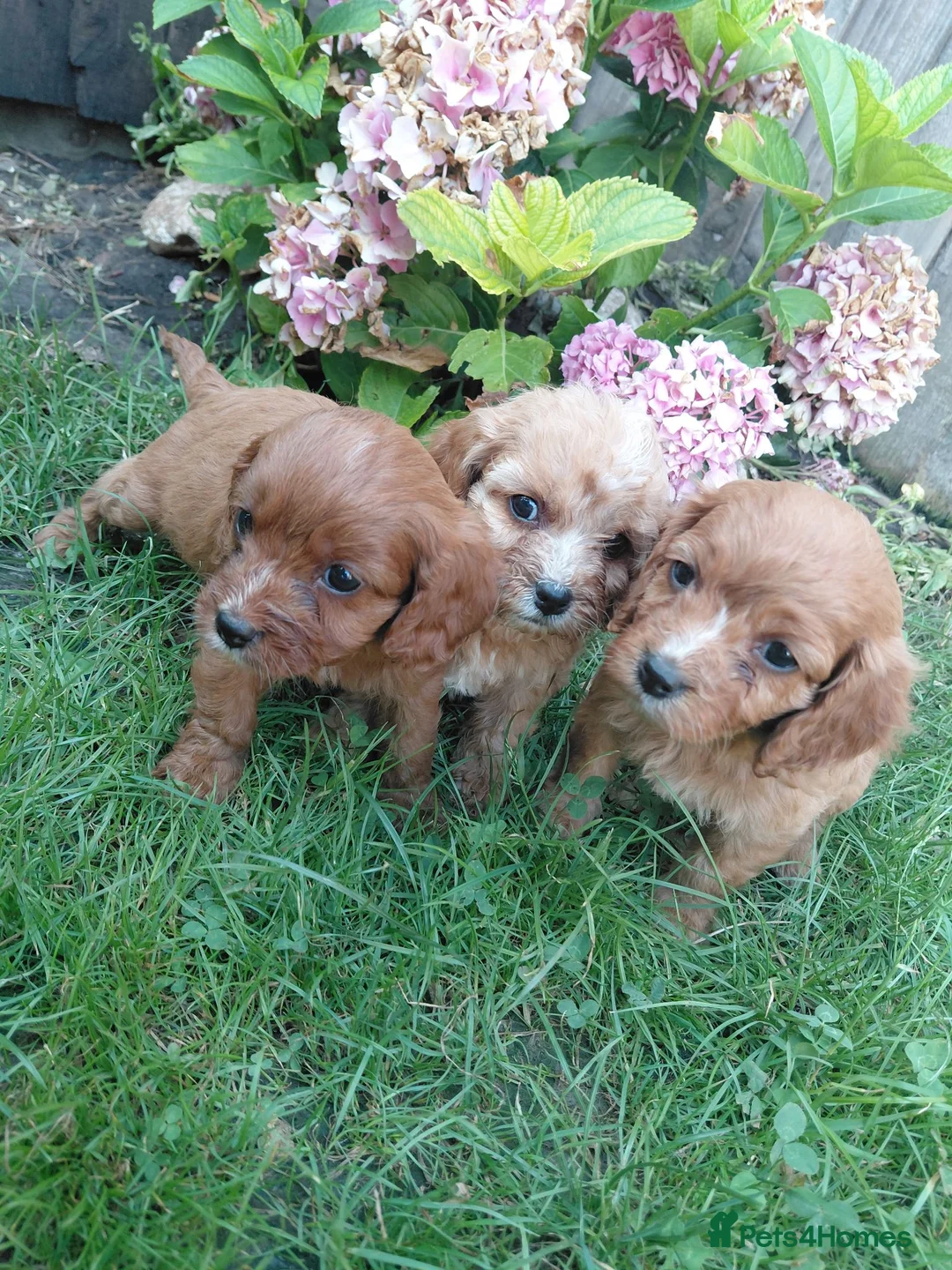 Cavapoo dogs for sale: Stunning f1 cavapoos - Advert 1