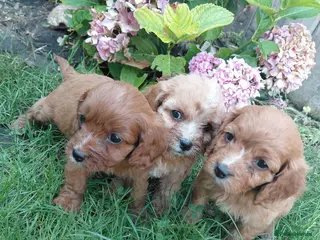 Cavapoo dogs Stunning f1 cavapoos - Advert 1