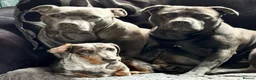Miniature Dachshund dogs for sale: Miniature dachshund - Advert 5