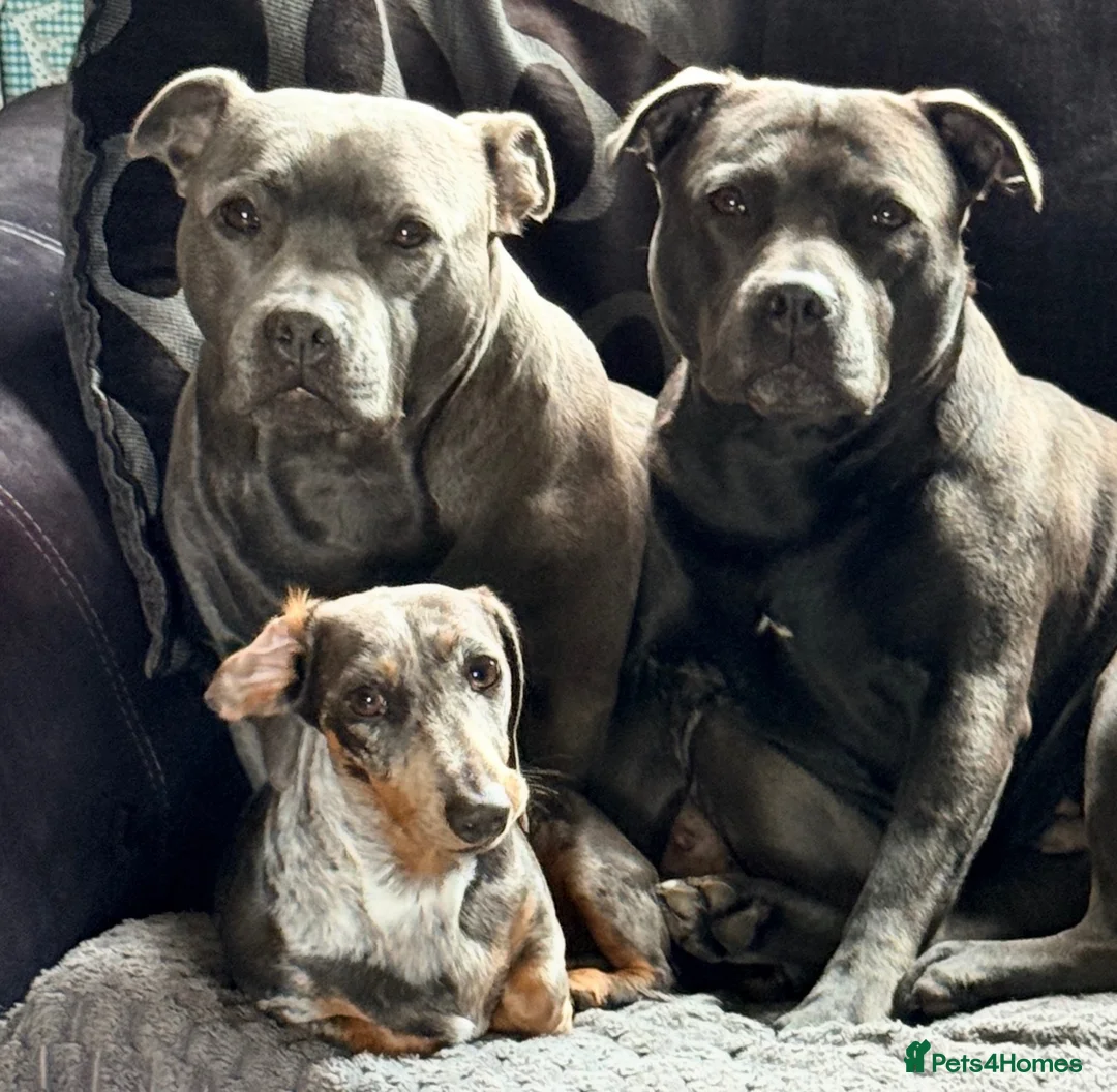 Miniature Dachshund dogs for sale: Miniature dachshund - Advert 5