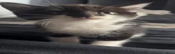 Domestic Shorthair cats for sale: 3 kittens and a mother for sale in Bilston - Advert 10