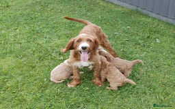 Cavapoo dogs for sale: Stunning F1b Health Tested Miniature Cavapoos - Image 13