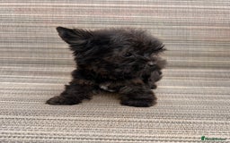 Yorkshire Terrier dogs for sale: Yorkshire Terrier puppies – very small, dad 1.2 kg - Image 3