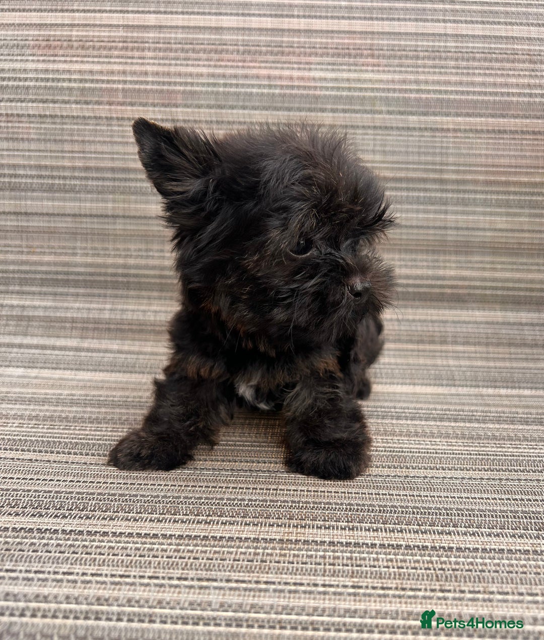 Yorkshire Terrier dogs for sale: Yorkshire Terrier puppies – very small, dad 1.2 kg - Image 3
