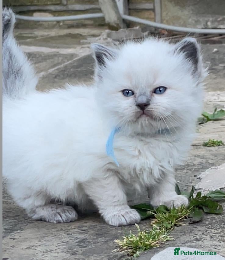 Ragdoll cats Blue Eyed Princess - Advert 16