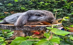 French Lop rabbits for sale: French Lop Bunnies 🐰  - Image 15