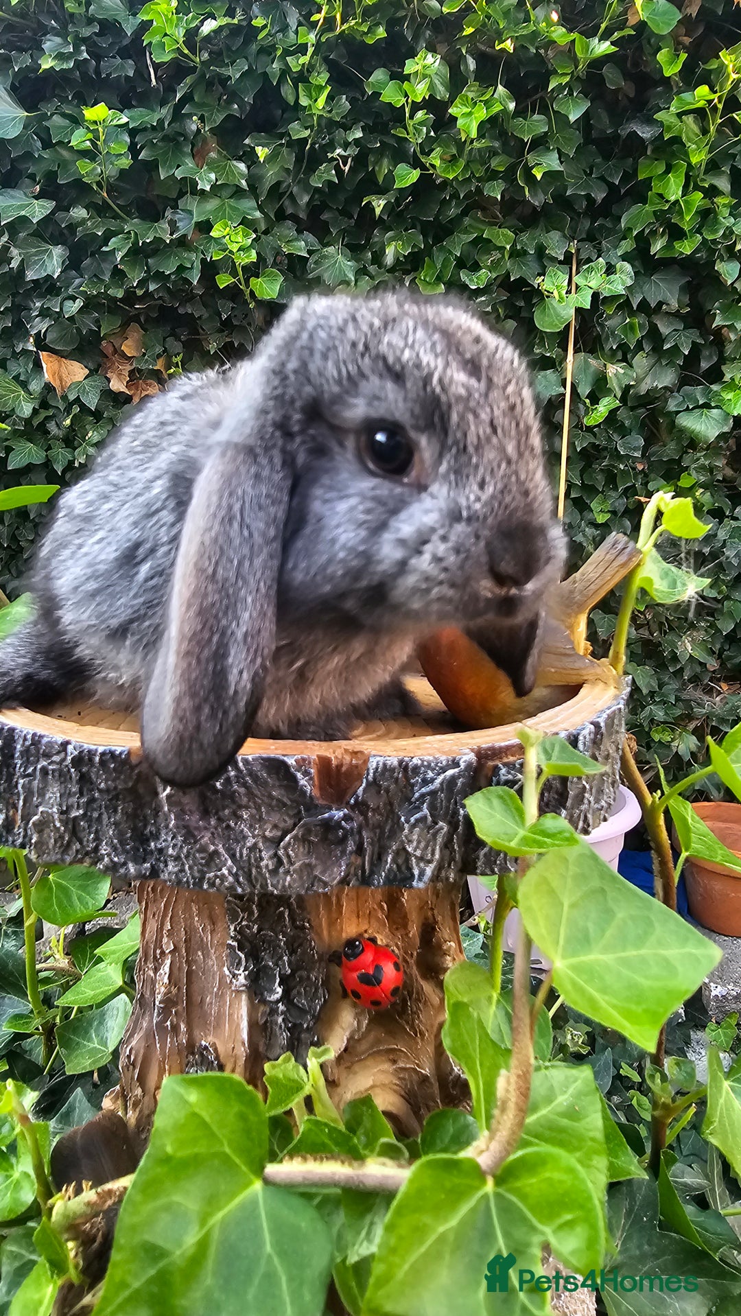 French Lop rabbits for sale: French Lop Bunnies 🐰  - Image 15