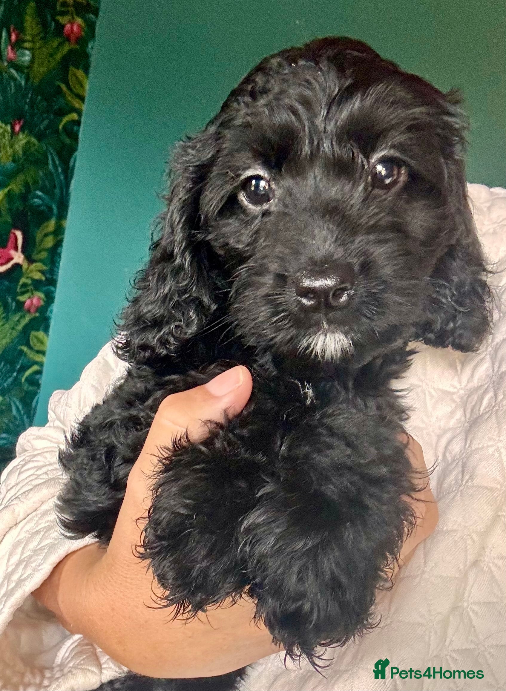 Cockapoo dogs NOW READY. 3 REMAINING HEALTH CHECKED COCKAPOOS  - Advert 2