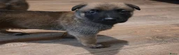Belgian Shepherd Dog dogs for sale: Belgian Malinois Puppies For Sale. - Advert 10