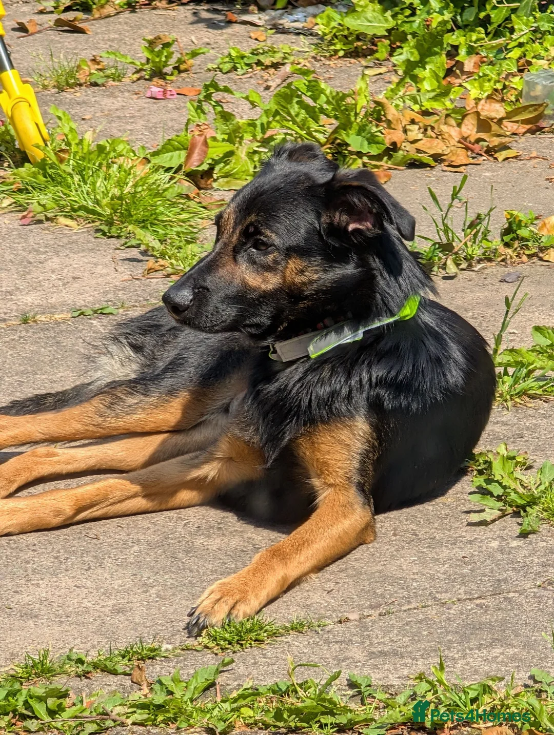 Mixed Breed dogs for sale: KitKat  in Bolton - Advert 6