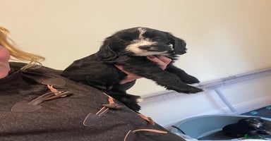 Cavapoo dogs - Advert 6