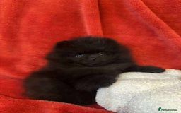 Pomeranian dogs for sale: Stunning KC reg Pomeranians  - Image 31