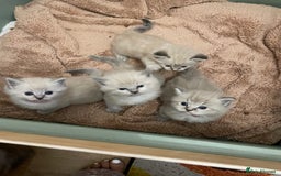 Ragdoll cats for sale: Ragdoll kittens   in Southampton - Image 12