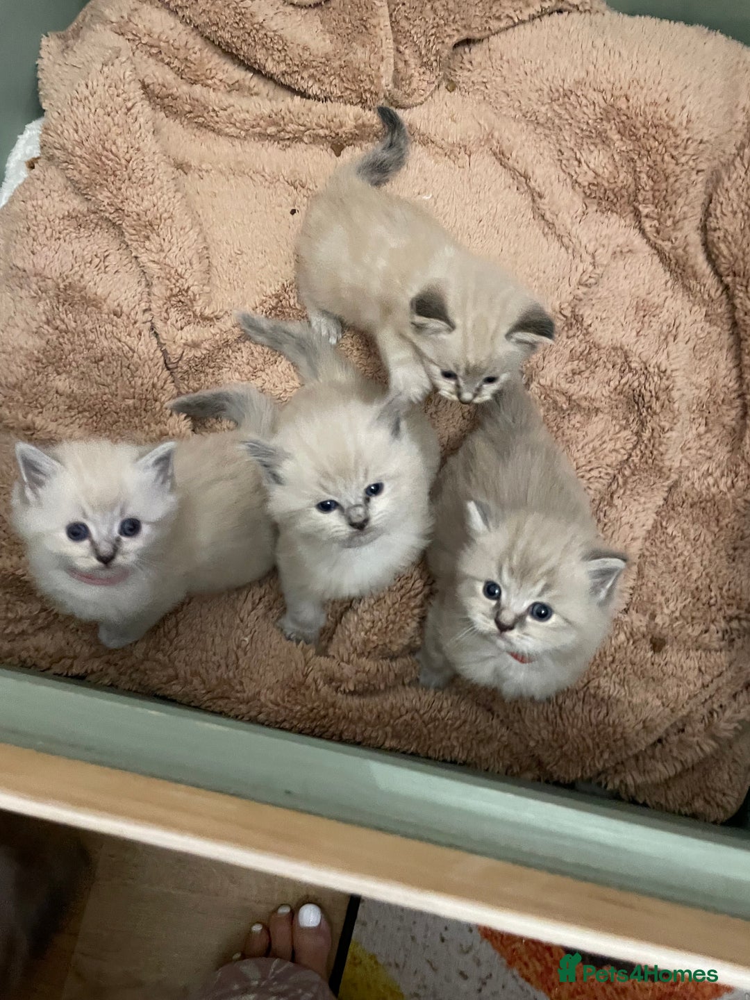 Ragdoll cats for sale: Ragdoll kittens   in Southampton - Image 12