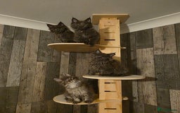 Maine Coon cats for sale: Maine Coon kittens avaliable - Image 6
