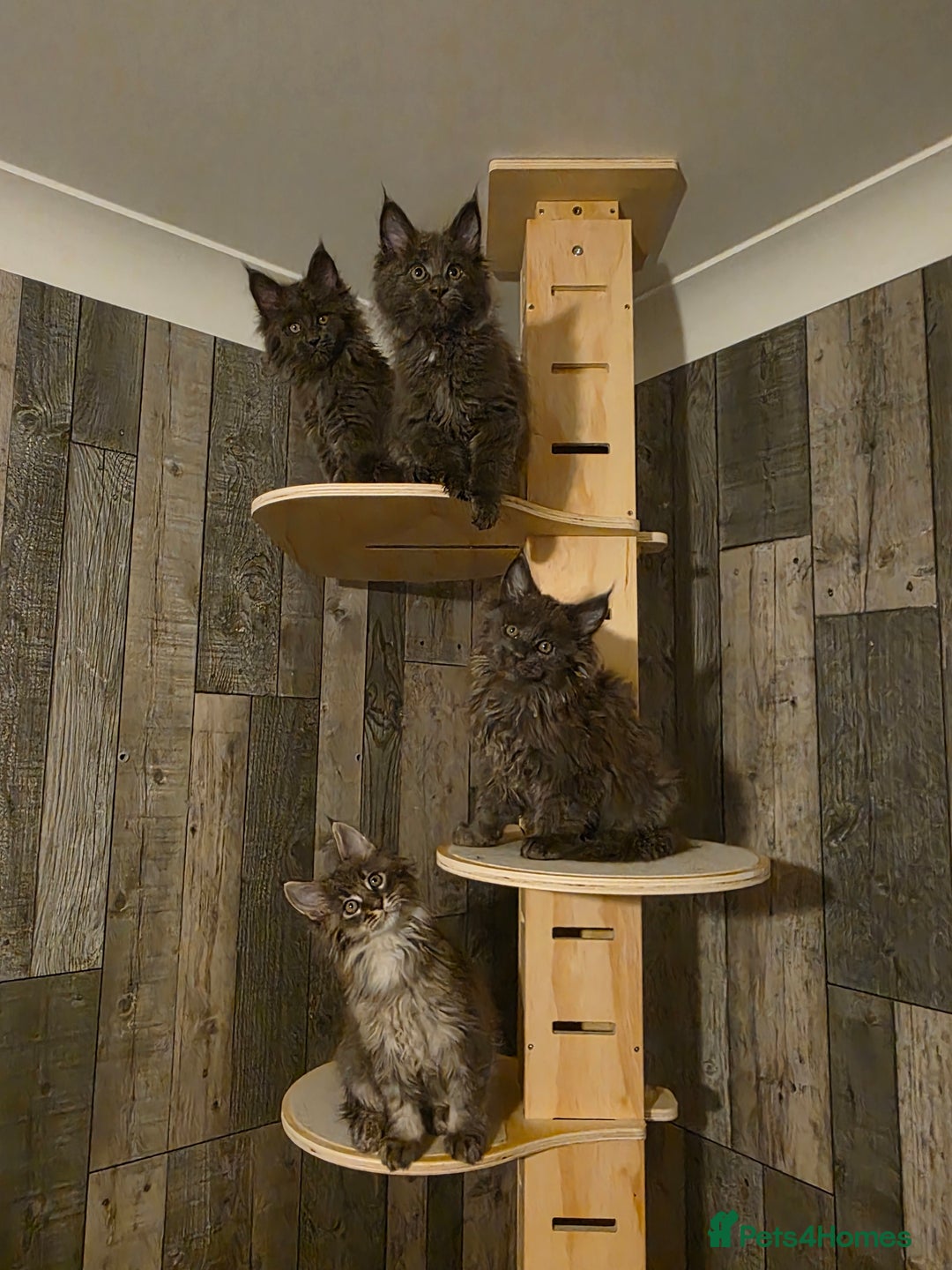 Maine Coon cats for sale: Maine Coon kittens avaliable - Image 6