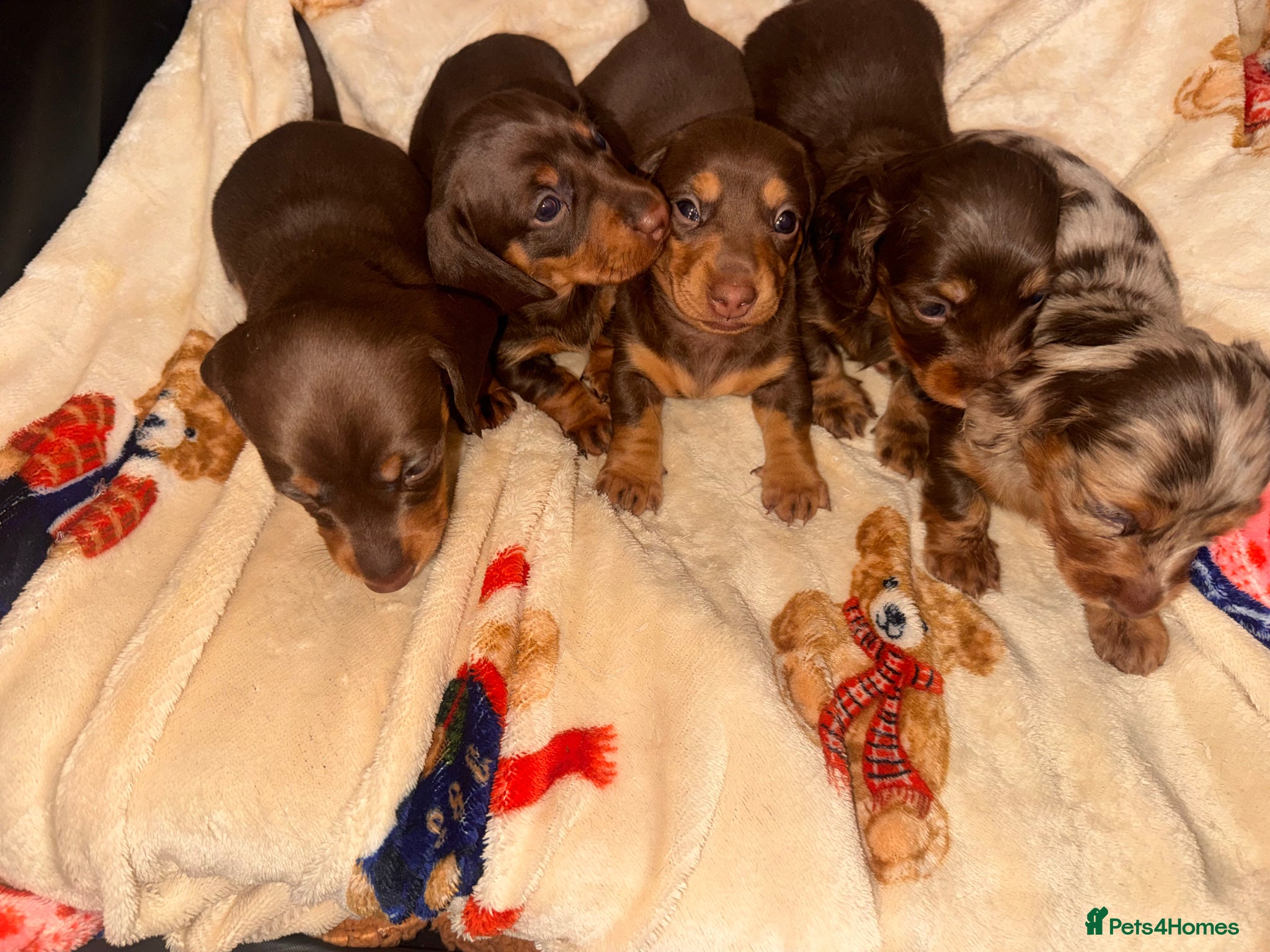 Miniature Dachshund dogs Miniature dachshund puppies  - Advert 2