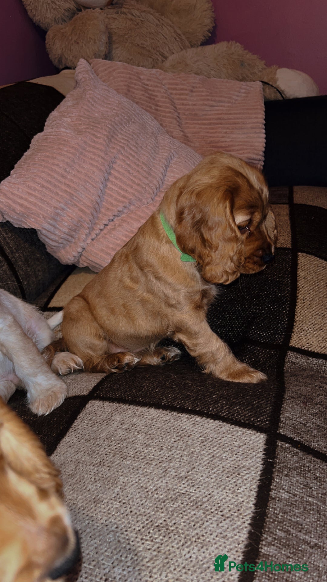 Cocker Spaniel dogs for sale: English Cocker Spaniels  - Advert 13