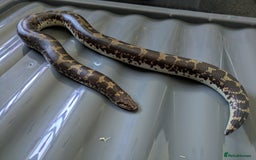 Boa Snake reptiles for sale: Sand boas all need to go  - Image 4