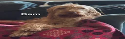Hungarian Vizsla dogs for sale: Hungarian WIREHAIRED VIZSLA puppies KC reg'd  - Advert 4