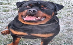 Rottweiler dogs for stud: Kc registered proven big rottweiler stud in Aylesbury - Image 3
