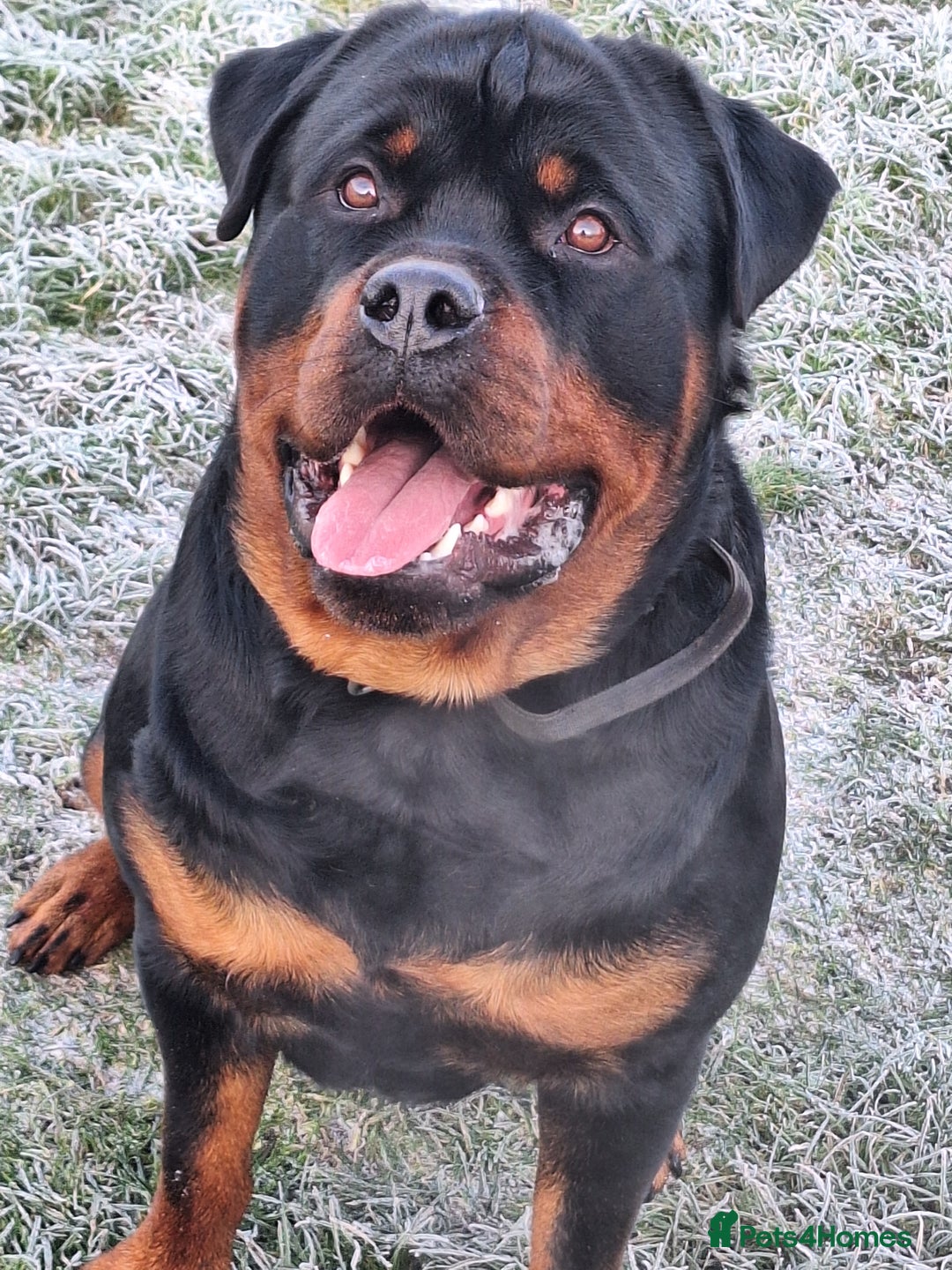 Rottweiler dogs for stud: Kc registered proven big rottweiler stud in Aylesbury - Image 3