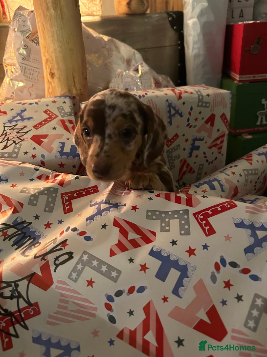 Miniature Dachshund dogs for sale: 2 stunning miniature dachshunds 🔆 - Advert 10