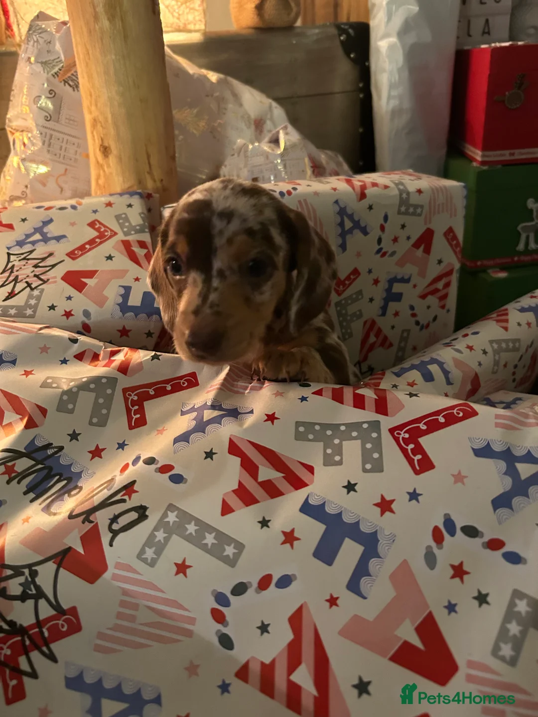 Miniature Dachshund dogs for sale: 2 stunning miniature dachshunds 🔆 - Advert 10
