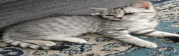 British Shorthair cats for sale: Purebread Silver british shorthair - Advert 3