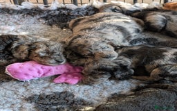 Australian Labradoodle dogs for sale: Ready Now !  Miniature Australian Labradoodles - Image 4