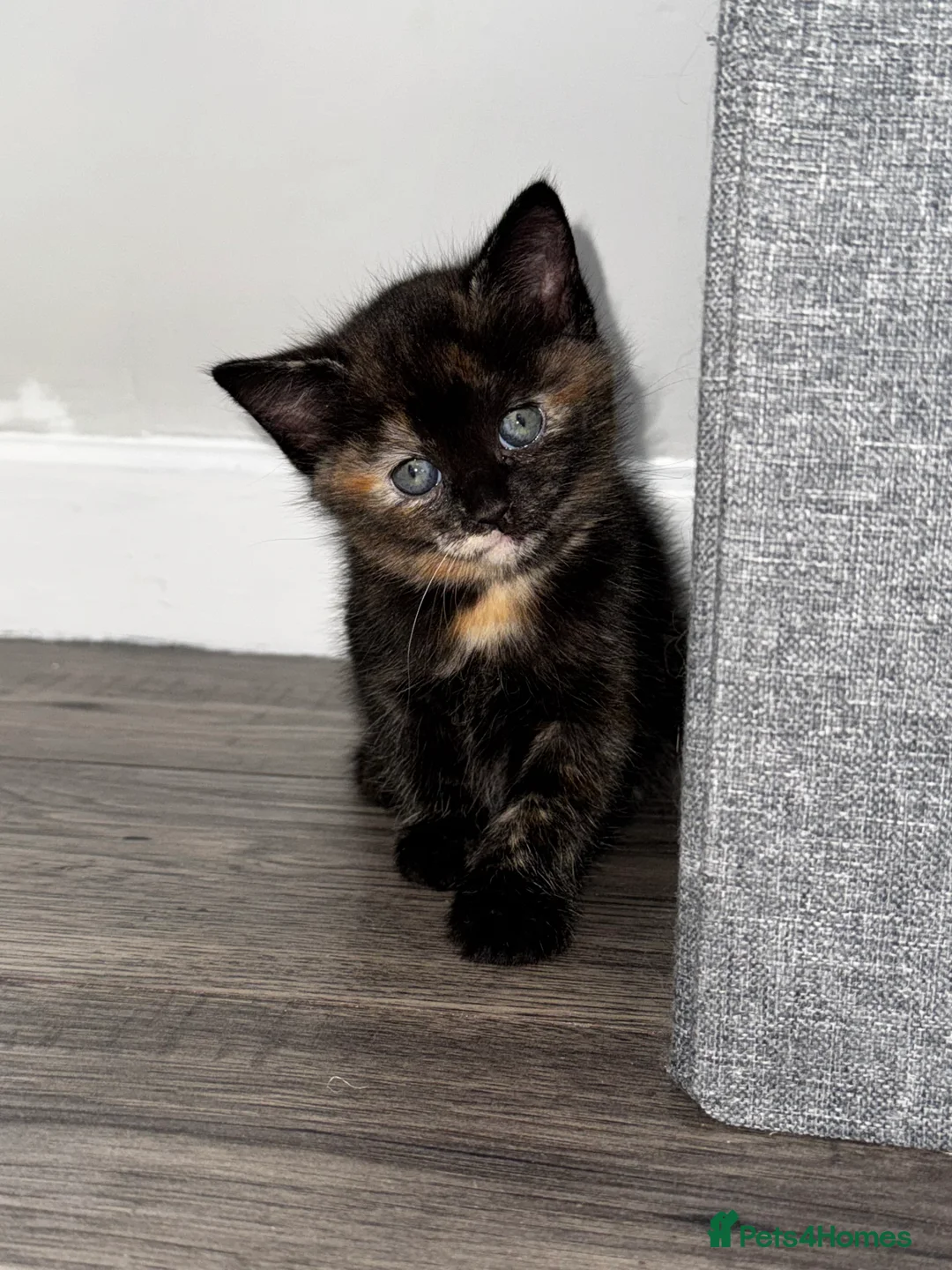 Mixed Breed cats for sale: Beautiful kittens  - Advert 7