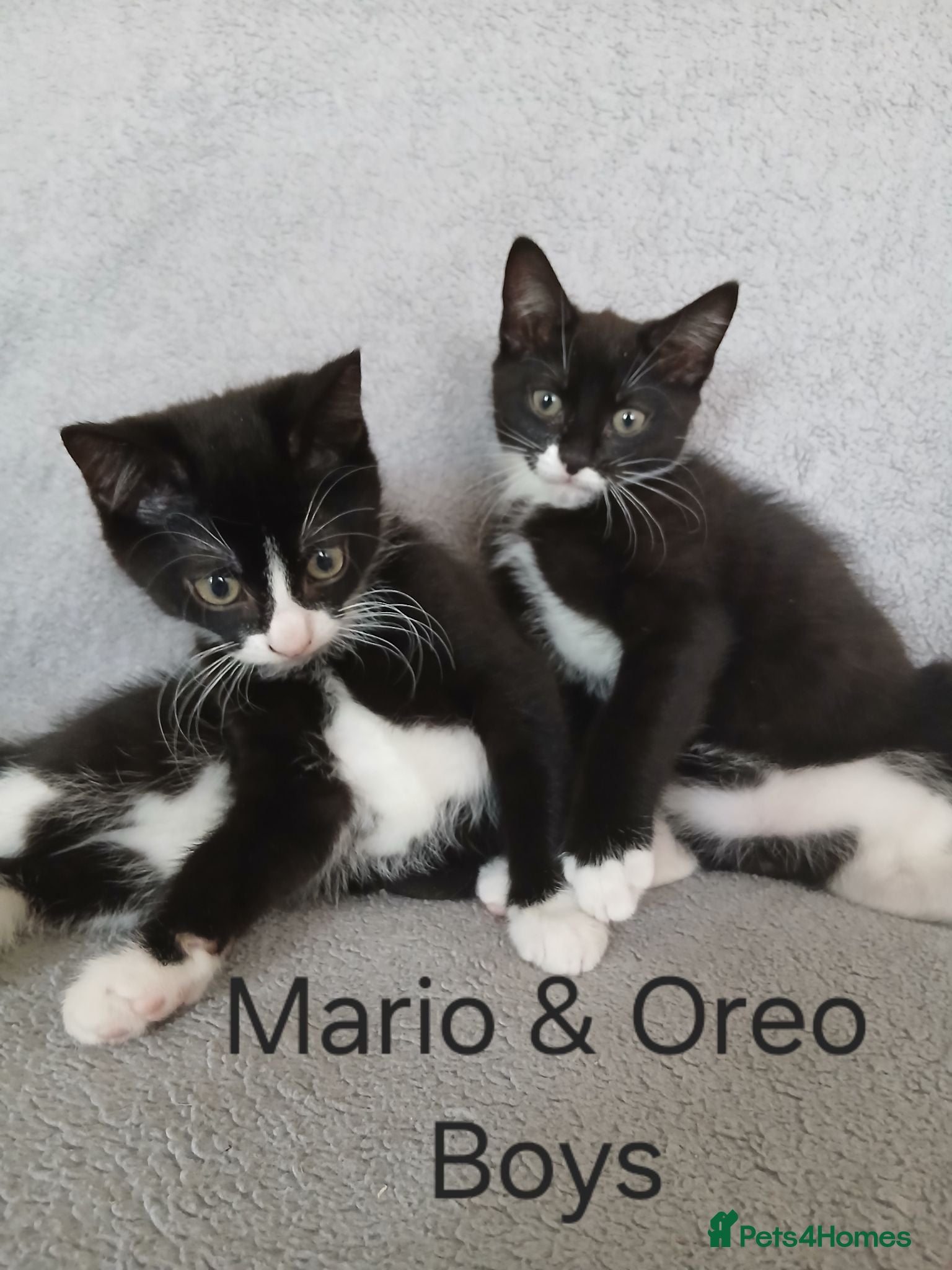 Mixed Breed cats Cute Kittens - Advert 1