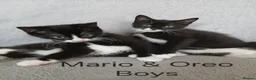 Mixed Breed cats for sale: Cute Kittens - Advert 1