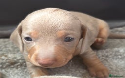 Miniature Dachshund dogs for sale: Beautiful teeny tiny Isabella mini dachshunds  - Image 8