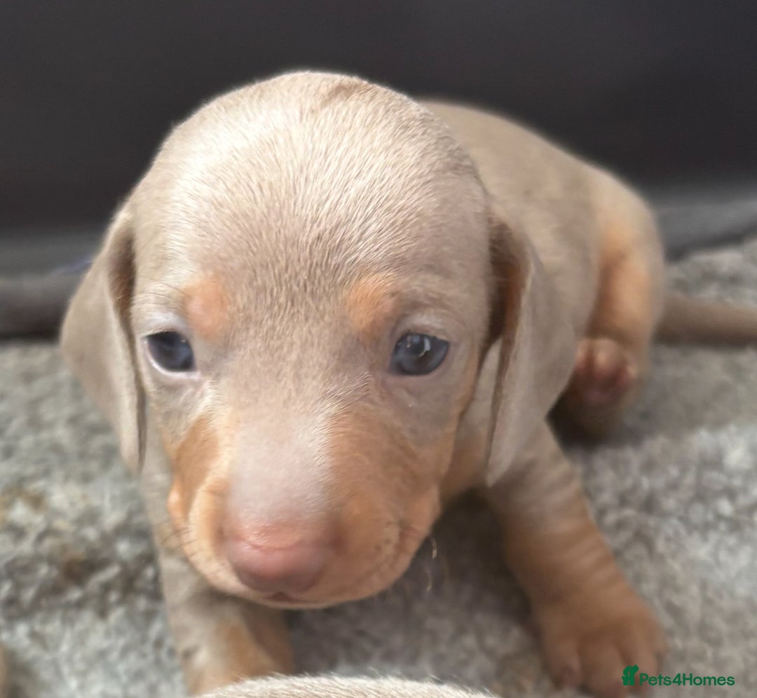 Miniature Dachshund dogs for sale: Beautiful teeny tiny Isabella mini dachshunds  - Image 8