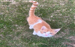 British Shorthair cats for sale: Male ginger and white kitten  - Image 5