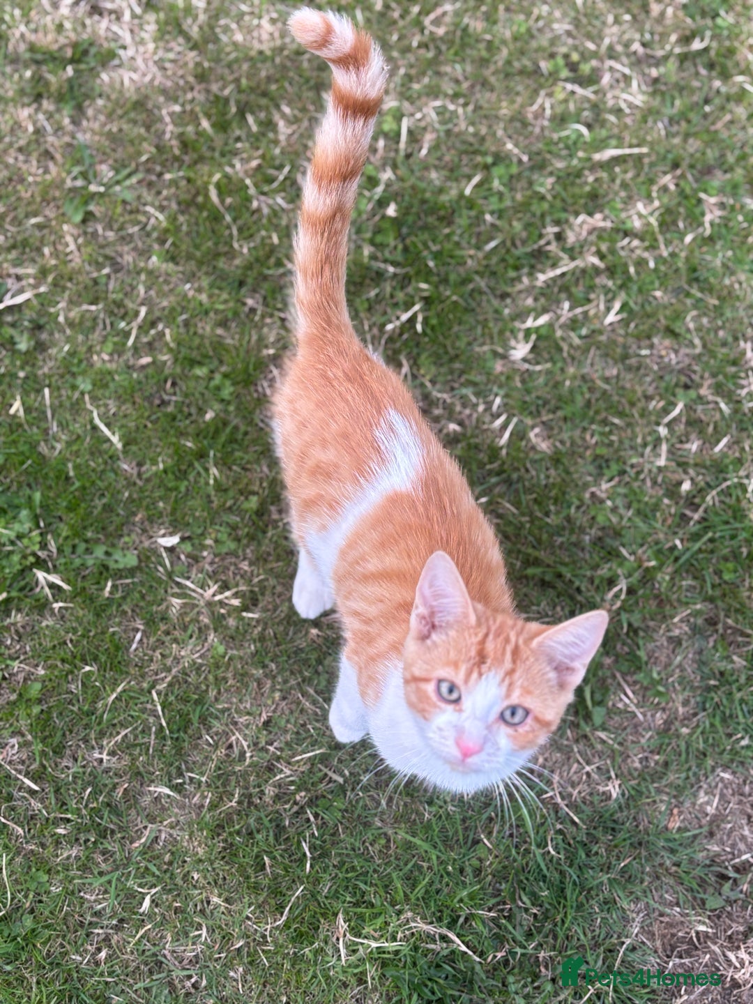 British Shorthair cats for sale: Male ginger and white kitten  - Image 5