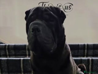 Shar Pei dogs - Advert 1