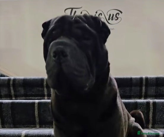 Shar Pei dogs - Advert 1