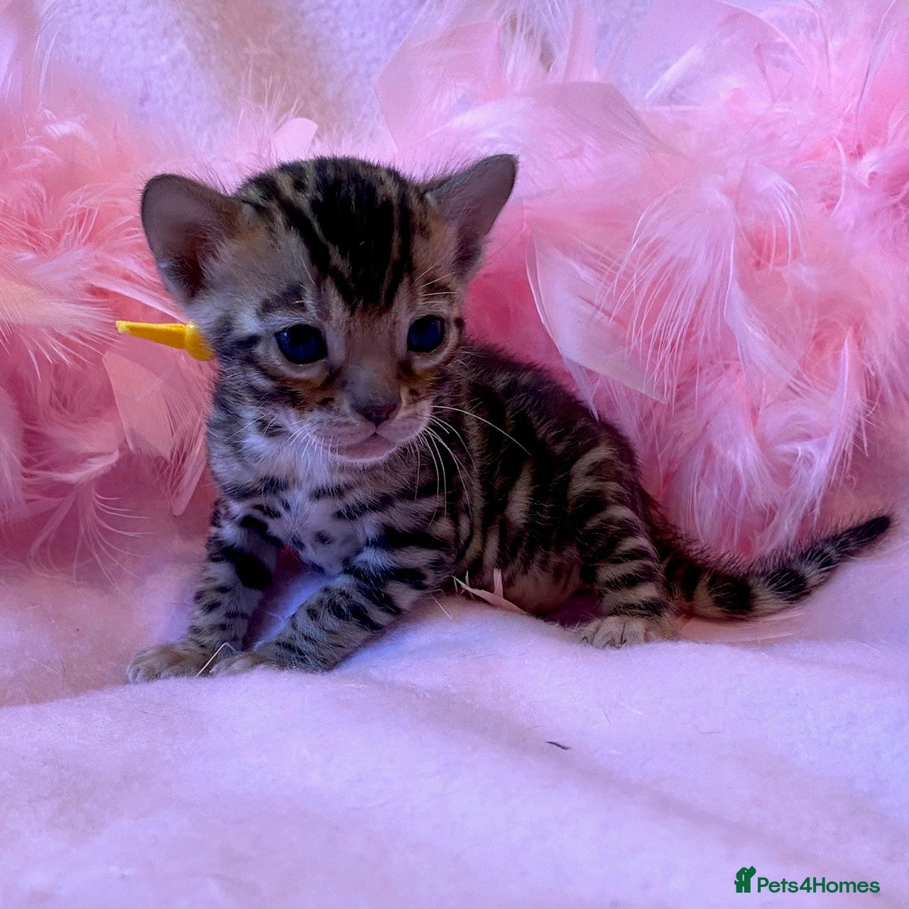 Bengal cats Nevaeh Bengals — Premium UK Bengal Breeder - Advert 6