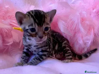Bengal cats Nevaeh Bengals — Premium UK Bengal Breeder - Advert 12