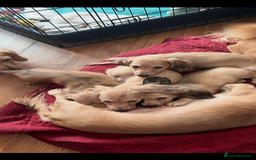 Miniature Dachshund dogs for sale: Levmai Miniature Longhaired Dachshunds  - Image 4