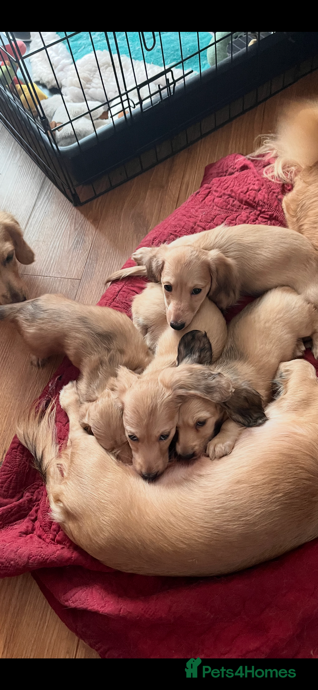 Miniature Dachshund dogs for sale: Levmai Miniature Longhaired Dachshunds  - Image 4