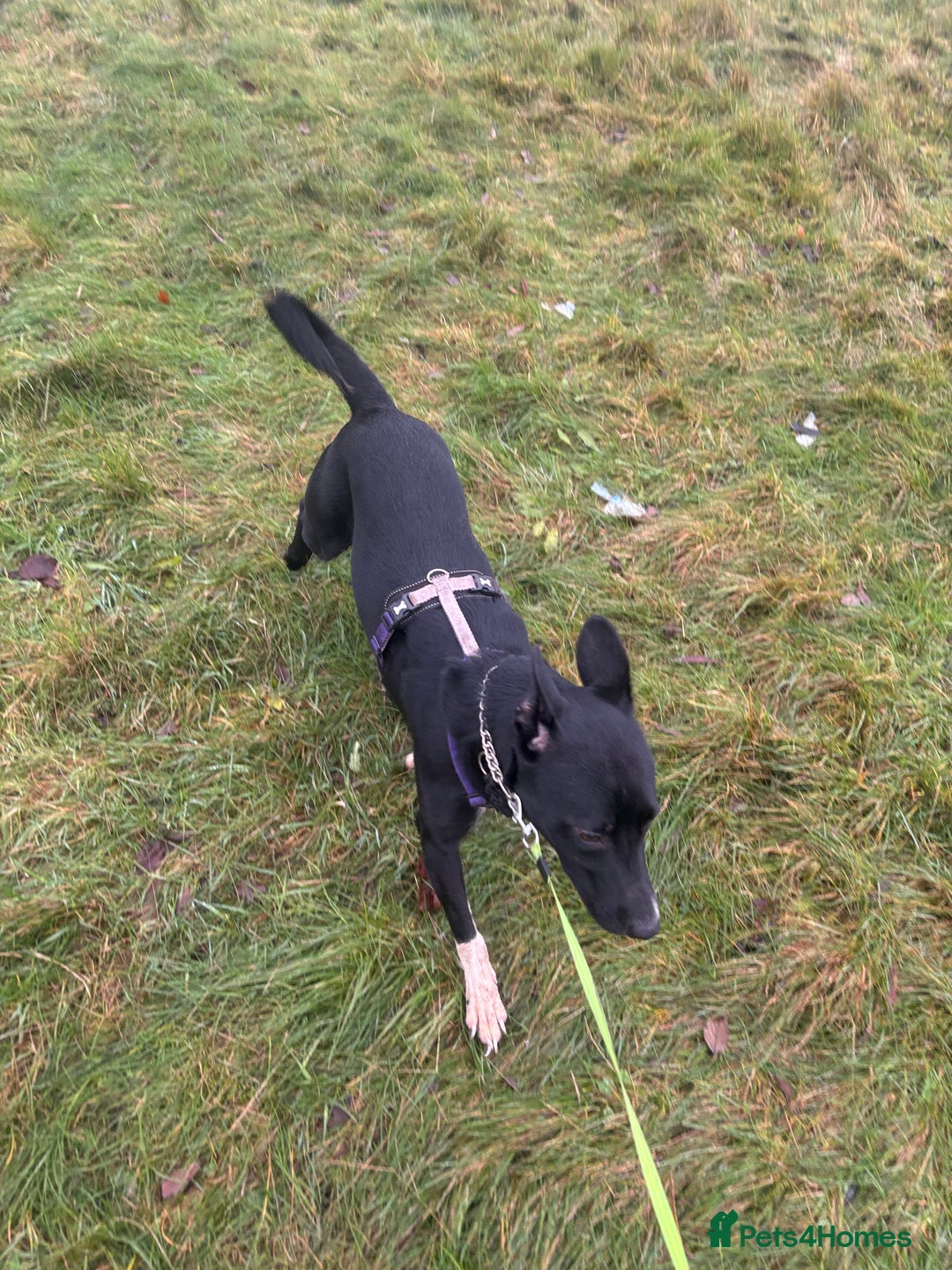 Mixed Breed dogs for sale: Border collie cross staffie  - Advert 2